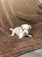 Cera, a female Chihuahua for sale in Riverview, FL – 1 of 1