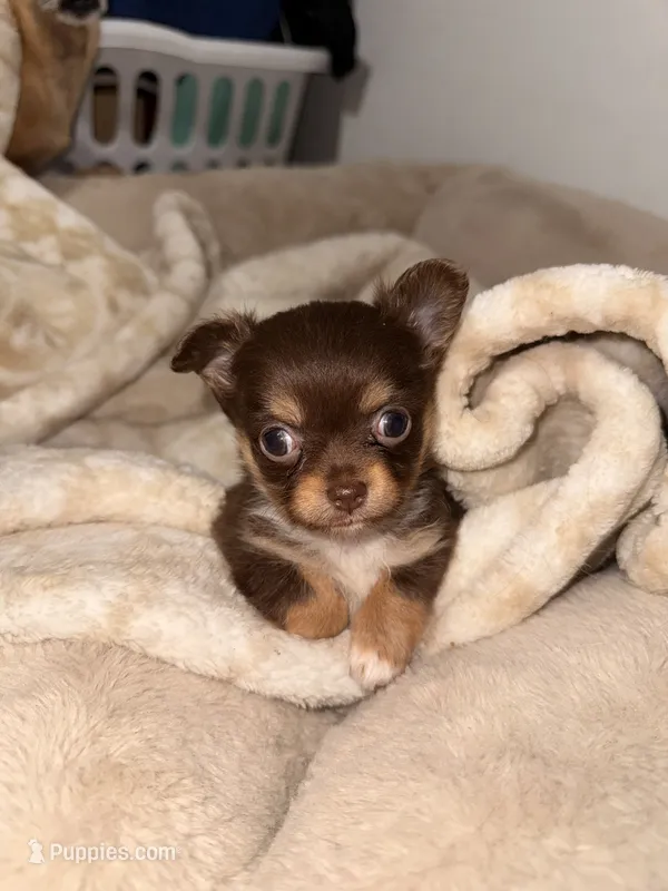 Paisley  – Chihuahua puppy for sale in Riverview, FL