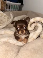 Paisley , a female Chihuahua for sale in Riverview, FL – 1 of 2