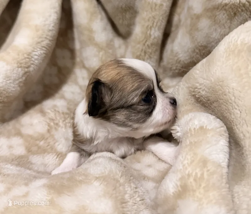 Ducky – Chihuahua puppy for sale in Riverview, FL