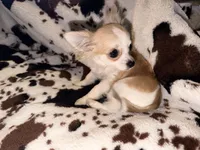 Chia, a female Chihuahua for sale in Riverview, FL – Photo 2 of 2