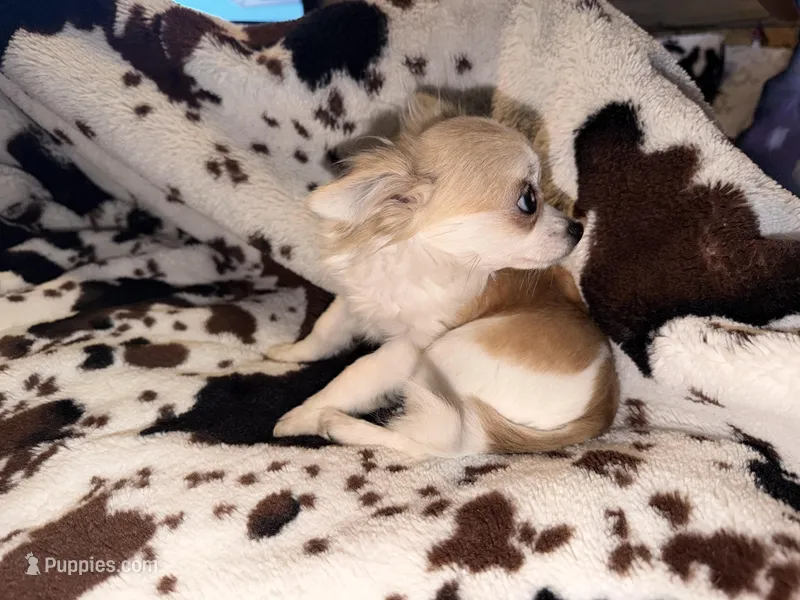 Chia – Chihuahua puppy for sale in Riverview, FL