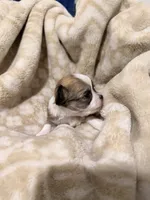 Ducky, a male Chihuahua for sale in Riverview, FL – 2 of 2
