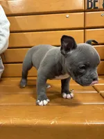 Drill, a male American Bully for sale in Collingdale, PA – Photo 8 of 8