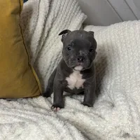 Drill, a male American Bully for sale in Collingdale, PA – Photo 2 of 8
