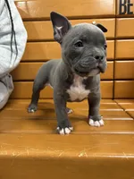 Drill, a male American Bully for sale in Collingdale, PA – Photo 6 of 8