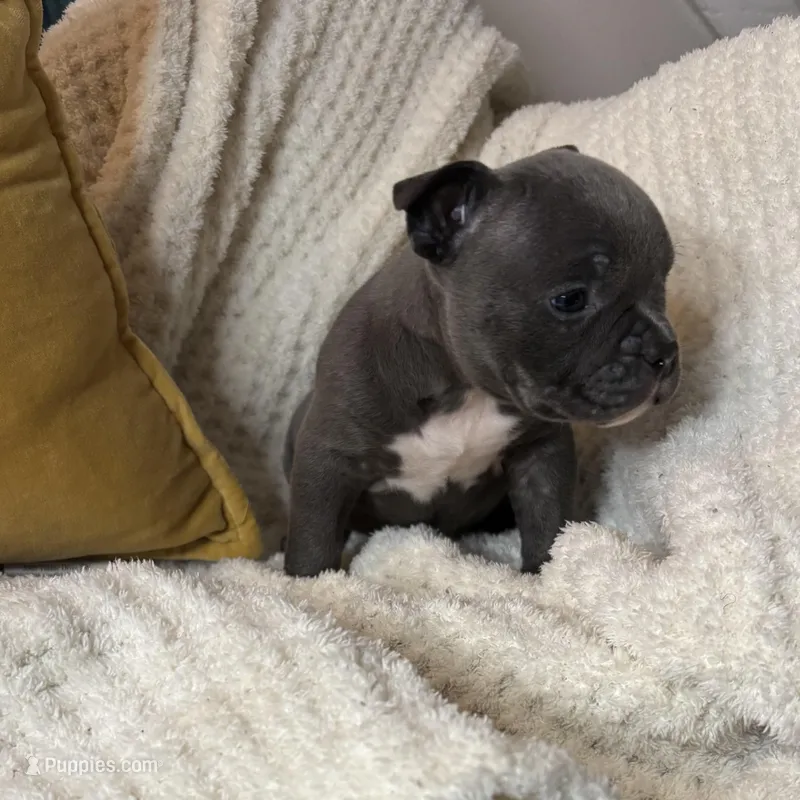 Drill – American Bully puppy for sale in Collingdale, PA