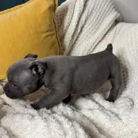 Drill, a male American Bully for sale in Collingdale, PA – Photo 5 of 8