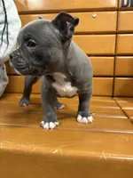 Drill, a male American Bully for sale in Collingdale, PA – Photo 7 of 8