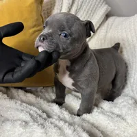 Drill, a male American Bully for sale in Collingdale, PA – Photo 4 of 8