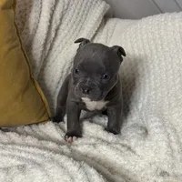 Drill, a male American Bully for sale in Collingdale, PA – Photo 3 of 8