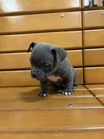 Bill, a male American Bully for sale in Collingdale, PA – Photo 7 of 7