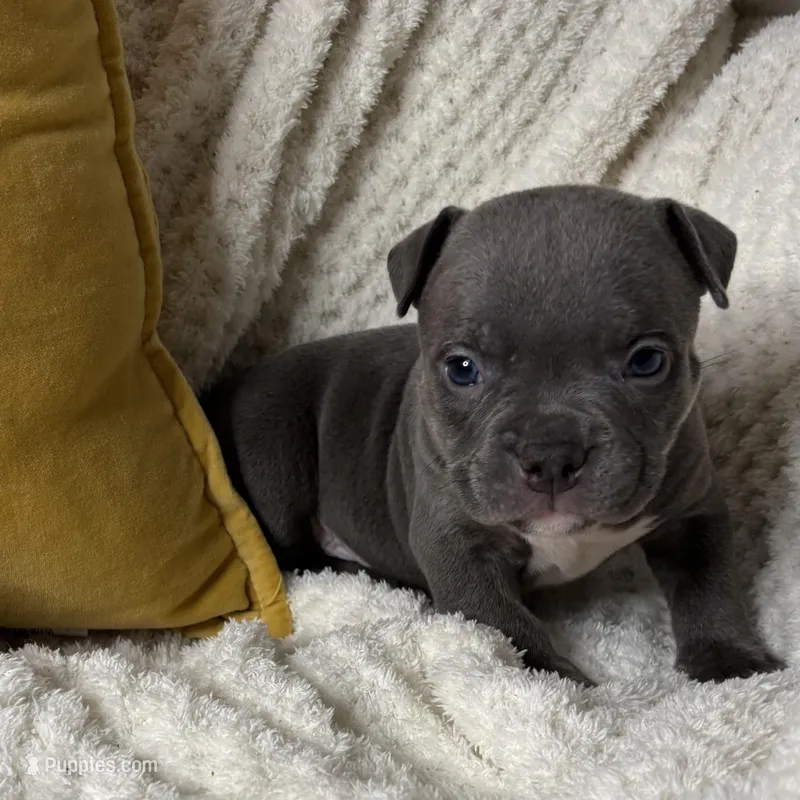 Bill – American Bully puppy for sale in Collingdale, PA