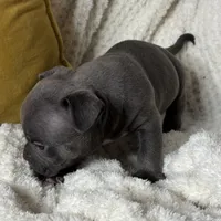 Bill, a male American Bully for sale in Collingdale, PA – Photo 2 of 7