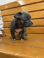 Bill, a male American Bully for sale in Collingdale, PA – Photo 5 of 7