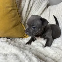 Bill, a male American Bully for sale in Collingdale, PA – Photo 4 of 7