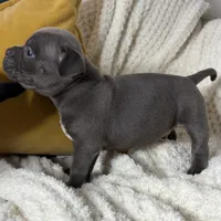 Bill, a male American Bully for sale in Collingdale, PA – Photo 3 of 7