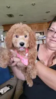 Poppy, a female Miniature Goldendoodle for sale in Clearwater, FL – 2 of 10