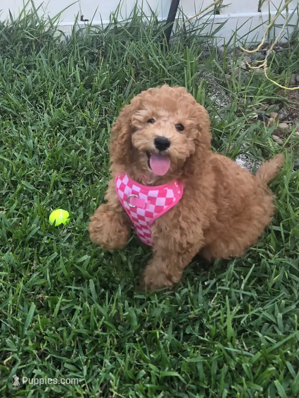 Poppy – Miniature Goldendoodle puppy for sale in Clearwater, FL