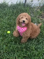 Poppy, a female Miniature Goldendoodle for sale in Clearwater, FL – 1 of 10