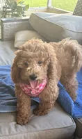 Poppy, a female Miniature Goldendoodle for sale in Clearwater, FL – 3 of 10