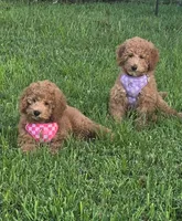 Poppy, a female Miniature Goldendoodle for sale in Clearwater, FL – 4 of 10