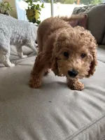 Poppy, a female Miniature Goldendoodle for sale in Clearwater, FL – 9 of 10
