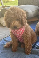 Poppy, a female Miniature Goldendoodle for sale in Clearwater, FL – 6 of 10