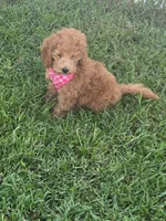 Poppy, a female Miniature Goldendoodle for sale in Clearwater, FL – 8 of 10