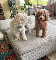 Poppy, a female Miniature Goldendoodle for sale in Clearwater, FL – 10 of 10