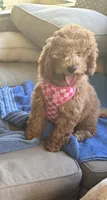 Poppy, a female Miniature Goldendoodle for sale in Clearwater, FL – 5 of 10