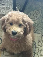 Poppy, a female Miniature Goldendoodle for sale in Clearwater, FL – 7 of 10