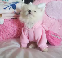 Mini Sassy💜, a female Pomeranian for sale in Denver, CO – Photo 4 of 8