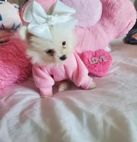 Mini Sassy💜, a female Pomeranian for sale in Denver, CO – Photo 2 of 8