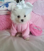 Mini Sassy💜, a female Pomeranian for sale in Denver, CO – Photo 8 of 8