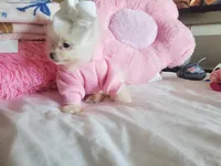 Mini Sassy💜, a female Pomeranian for sale in Denver, CO – Photo 7 of 8