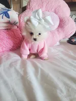 Mini Sassy💜, a female Pomeranian for sale in Denver, CO – Photo 3 of 8