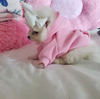 Mini Sassy💜, a female Pomeranian for sale in Denver, CO – Photo 5 of 8