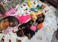 Teacup Missy, a female Yorkshire Terrier for sale in Denver, CO – Photo 4 of 4