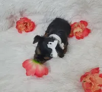 Teacup Missy, a female Yorkshire Terrier for sale in Denver, CO – Photo 2 of 4