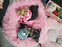 Candy💖, a female Yorkshire Terrier for sale in Denver, CO – Photo 5 of 5