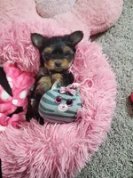 Candy💖, a female Yorkshire Terrier for sale in Denver, CO – Photo 1 of 5