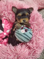 Candy💖, a female Yorkshire Terrier for sale in Denver, CO – Photo 3 of 5