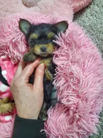 Candy💖, a female Yorkshire Terrier for sale in Denver, CO – Photo 2 of 5