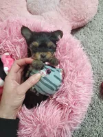 Candy💖, a female Yorkshire Terrier for sale in Denver, CO – Photo 4 of 5