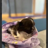 Teacup Baby Bubby🤍, a male Shih Tzu for sale in Denver, CO – Photo 4 of 4