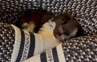 processed/b403f7e8-5193-40ce-b100-733349fcebbf/listing/434f0a40-cdd2-48c8-ba3e-550f72a71272/67851d37-7e30-4708-b814-df129f478468