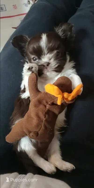 Teacup Baby Bubby🤍