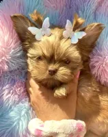 Scarlett❤️, a female Shih Tzu for sale in Denver, CO – Photo 2 of 2