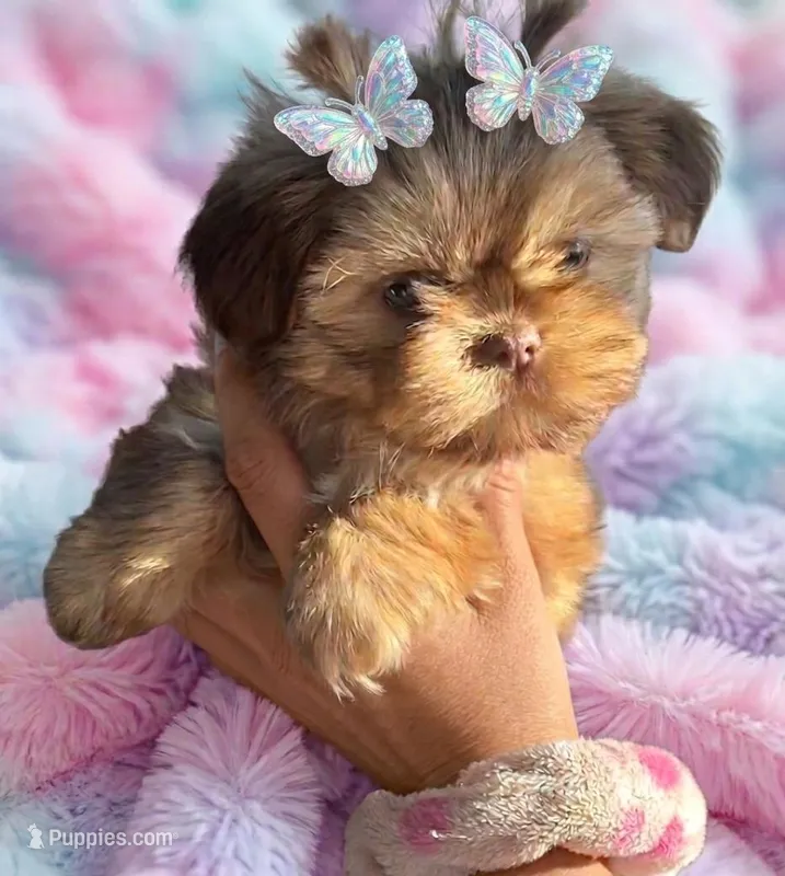 Scarlett❤️ – Shih Tzu puppy for sale in Denver, CO